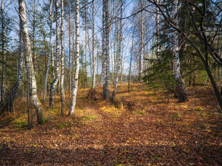 Beautiful landscape in autumn birch grove. Autumn, yellow birch forest, nature autumn landscape.