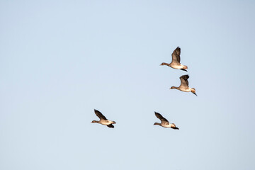 Korean winter migratory birds
