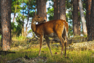 Deer wondering the trails of Devils Tower National Monument!