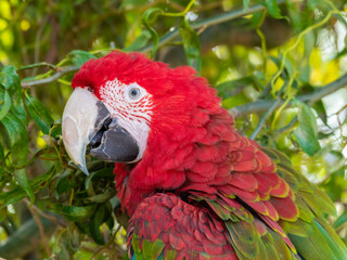 Red and Green Macaw Perched in a Tree