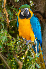 Blue and Yellow Macaw Perched in a Tree