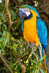 Blue and Yellow Macaw Perched in a Tree