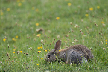 A rabbit grazing alone in a field.