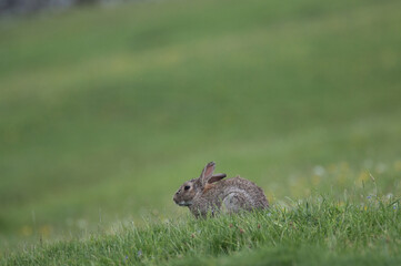 A rabbit grazing alone in a field.