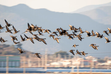 Korean winter migratory birds