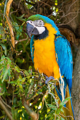 Blue and Yellow Macaw Perched in a Tree
