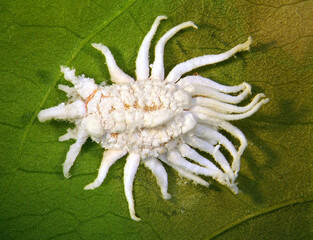 Egyptian fluted scale, Breadfruit mealybug, Egyptian mealybug, Icerya aegyptiaca (Hemiptera: Monophlebidae) is the dangerous pest of plants in tropical and subtropical regions 