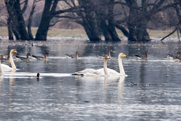 Korean winter migratory birds

