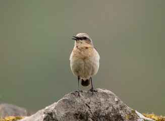 A small white bird perched on a rock in the Yorkshire Dales, between Settle and Malham.