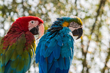 Red and Green and Yellow and Blue Macaw Sitting on a Perch Together