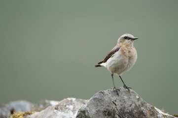 A small white bird perched on a rock in the Yorkshire Dales, between Settle and Malham.