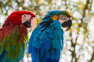 Red and Green and Yellow and Blue Macaw Sitting on a Perch Together
