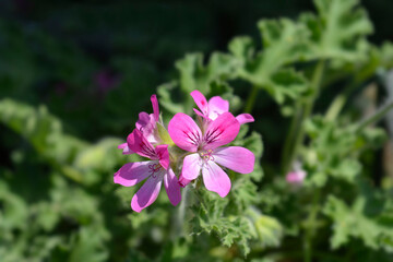 Sweet-scented geranium