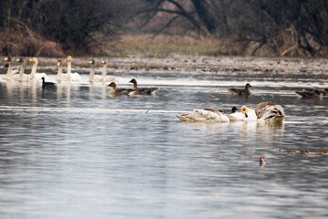 Korean winter migratory birds

