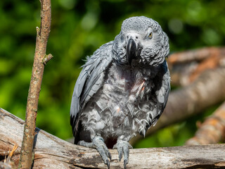 Rescued Self Plucked African Grey Parrot Perched on a Tree Branch