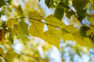 Bright yellow birch leaves on the branches in the autumn park. Autumn bakcround