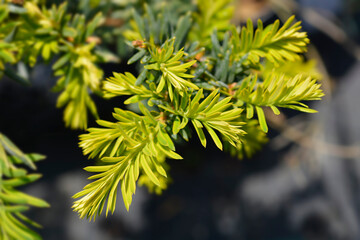 Golden English yew Summergold