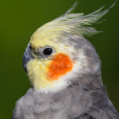 Beautiful Cockatiel Close Up Side Profile