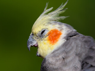 Beautiful Cockatiel Close Up Side Profile with its Beak Open