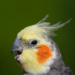 Beautiful Cockatiel Close Up Side Profile with its Beak Open