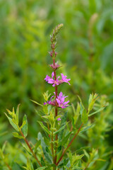 Purple loosestrife