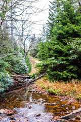 Red creek in Dolly Sods, West Virginia during autumn, fall with green pine tree forest and water river, fallen leaves on rocks, stones