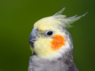 Beautiful Cockatiel Close Up Side Profile