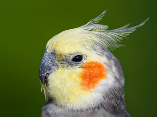 Beautiful Cockatiel Close Up Side Profile