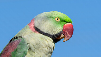 Alexandrine Parakeet Close Up Portrait