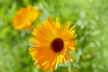 Bright flowers of calendula  (Calendula officinalis), growing in the garden in a snny day.