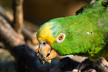 Yellow Crowned Amazon Close Up Side Profile