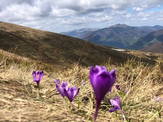 flowers in the mountains