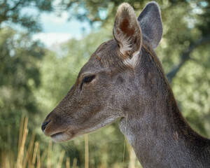 A fallow deer grazes during the bellowing in El Pardo. Madrid. Spain