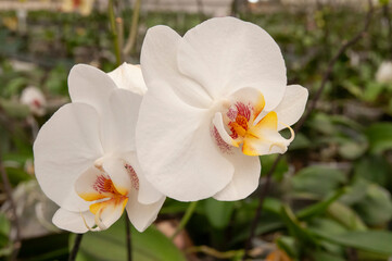 Fototapeta na wymiar white and yellow orchid