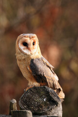 The barn owl (Tyto alba) sitting on a wooden fence