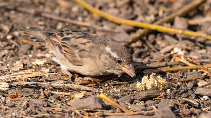 Female Tree Sparrow Foraging on the round