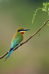 The blue-tailed bee-eater (Merops philippinus) sitting on the branch with green background.A large green Asian bee-eater sitting on a thin branch with a green background.