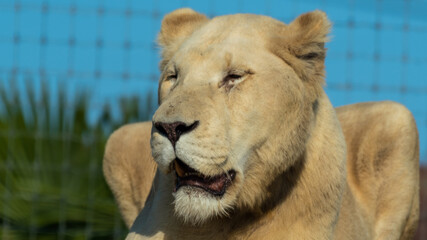 Majestic White Lion Close Up Portrait