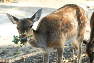 A fallow deer grazes during the bellowing in El Pardo. Madrid. Spain