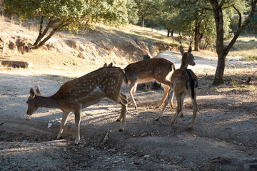 a herd of fallow deer graze on the mount of El Pardo. Madrid. Spain