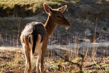 A fallow deer grazes during the bellowing in El Pardo. Madrid. Spain