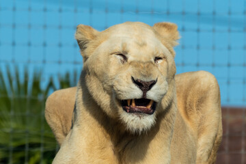 Majestic White Lion Close Up Portrait Showing its Teeth