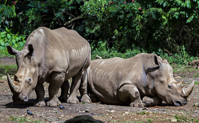 Obraz premium Endangered animal, Rhinoceros in their habitat in Indonesia