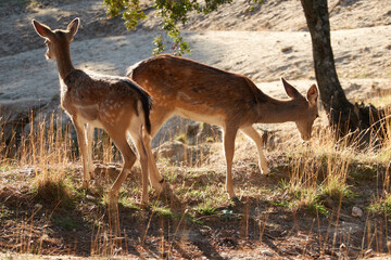 a herd of fallow deer graze on the mount of El Pardo. Madrid. Spain