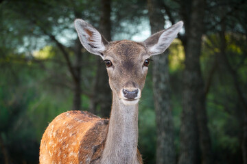 A fallow deer grazes during the bellowing in El Pardo. Madrid. Spain