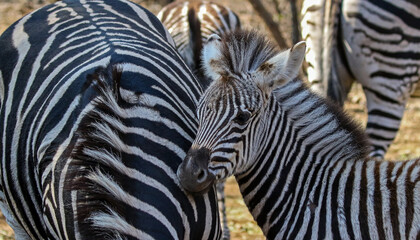 Fototapeta na wymiar a baby Zebra amongst the adults