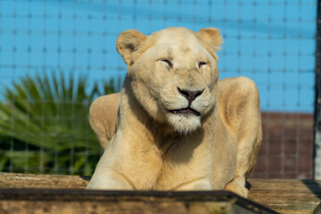 Majestic White Lion Close Up Portrait 