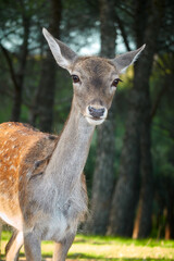 A fallow deer grazes during the bellowing in El Pardo. Madrid. Spain