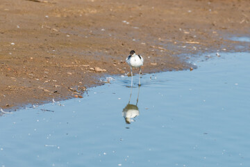 Pied Avocet Walking on Sand at the Water's Edge