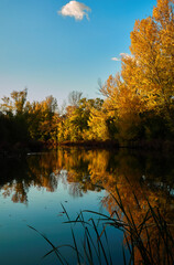 Obraz premium a swan swims in the Manzanares river, near El Pardo, during the fall, in Madrid. Spain